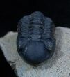Bargain Reedops Trilobite - Nice Eye Facets #2287-1